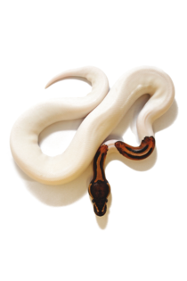 A piebald python 