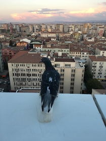 A pigeon enjoying the sunset