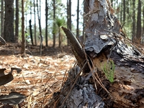 A pine seed taking root in dead pine tree