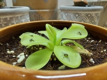 A Pinguicula cross not sure of its exact species as it was grown from some free mystery seeds a sticky carnivorous plant enjoying a breakfast of gnats