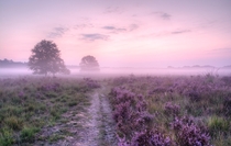 A pink morning in Ermelo The Netherlands 