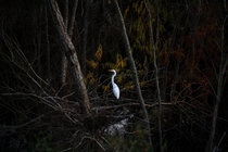 A pocket of light was formed perfectly for this bright bird Egret Amongst the Texas Brush