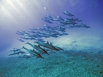 A pod of spinner dolphins swims off Makua Beach Hawaii 