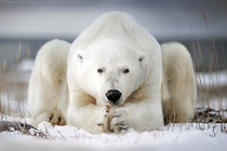 A Polar Bear Ursus maritimus In Canada Photographer Alberto Ghizzi Panizza 