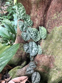 A popular houseplant Satin pothos   in natural habitat lowland dipterocarp forest Central Singapore 