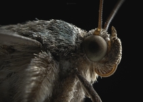 A portrait of a brown-striped semilooper moth  Philippines