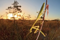 A Praying Mantis in the Everglades National Park Florida 