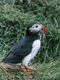 A puffin just returned from the sea with the beak full of sand eels Eastfjord Iceland 
