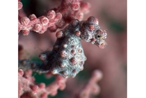 A Pygmy Seahorse Tries to Blend In By Jonathan Lavan Anilao Philippines 