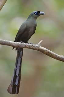 A racket-tailed treepie 