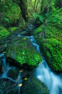 A Rain Forest Cascade in New Zealand  x IG mattfischer_photo