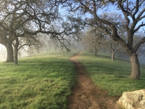 A Rare Sight - Green Northern California Trails OC 