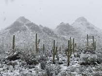 A rare snow storm in the Sonoran Desert of Tucson AZ 