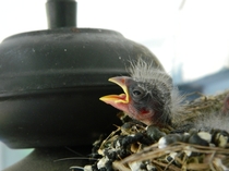 A recently hatched Robin 