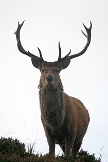 A Red Deer Stag Cervus elaphus near Applecross in Scotland 