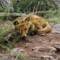A red fox lying near its den 