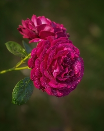 A rose plant after morning shower international Rose test garden Portland Oregon