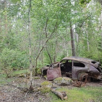 A s Volvo relaxing in a Swedish forest