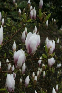 A Saucer Magnolia beginning to bloom 