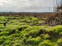 A sea of moss in the Netherlands  x