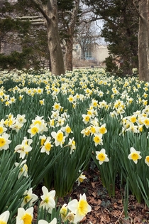 A sea of narcissus