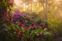 A sea of rhododendrons on an early morning in The Netherlands x