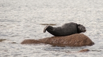 A seal cub sunbathing on a rock Sweden 