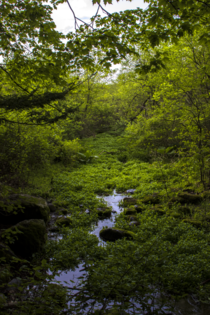 A serene little creek in the woods - UW-Madison Arboretum 