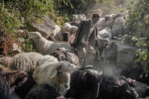 A shepherd in the Indian Himalayas walks his herd downhill Photo by Andrea de Franciscis
