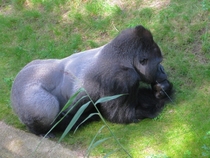 A silverback Western gorilla Gorilla gorilla pondering about his life Berlin Zoo Germany 