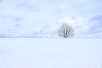 A single lone tree in the Black Forest 