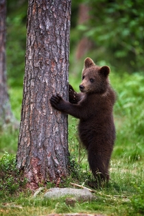 A small cub in Finland 