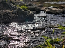 A small stream in Mariposa County Park Newton IA 