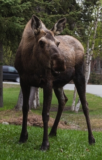 A smiling moose