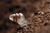 A snail with a semi-transparent shell 