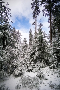 A snowy forest next to Ltzel Germany 