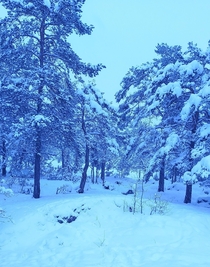 A snowy forest Sweden 