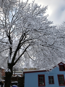A snowy tree from PA