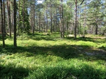A soft carpet in a Swedish forest 