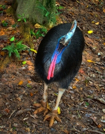A southern cassowary posing in the Jurong Bird Park in Singapore 