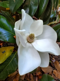 A Southern magnolia tree Im obsessed with  magnolia grandiflora