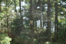 A spider sitting in its nearly perfect web 