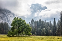 A spring storm system begins to cover Yosemite Valley Here in Cooks Meadow we look up at Half Dome disappearing behind the clouds Photo by Kirk Lougheed 