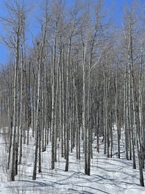 A stand of aspens in Beaver Creek CO 