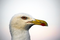 A staring European Herring Gull Larus argentatus 