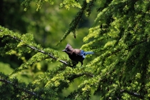 A stellar jay I took while in The mountains in BC Canada 