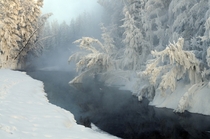 A stream in Tomtor Russia that never freezes because of the hot springs but freezes the surrounding trees due to the constant vapour x-post rpics
