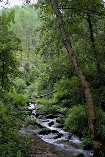 A stream of water in the hills of Almora India 