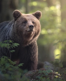 A stunning photo of a brown bear roaming in the forests of Slovenia 