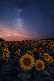A summer night in a sunflower field in Hokkaido Japan 